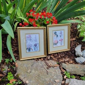 Set of 2 Vintage Robert Grace Floral & Botantical  8 x 9  Gold Frame Under Glass